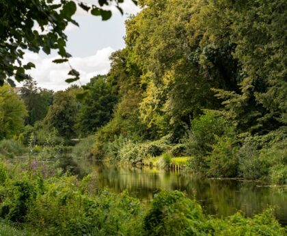 Akumulatorowe nożyce do żywopłotu STIHL – precyzja i wygoda bez kabla