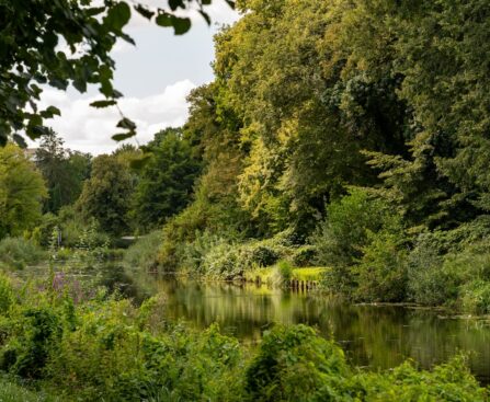 Akumulatorowe nożyce do żywopłotu STIHL – precyzja i wygoda bez kabla